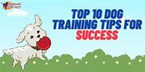 9 Tips For Choosing The Best Cat Urine Cleaner