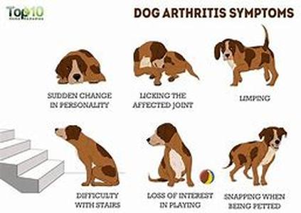 How To Find a Search and Rescue Dog Training School