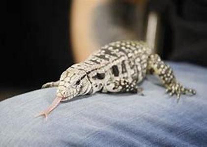 Information On Iguanas