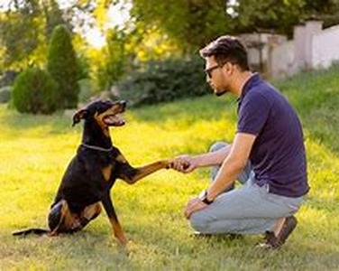Dog Sports For Every Breed