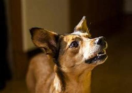 Dog Training Treats  Spoiling That Cute Pooch
