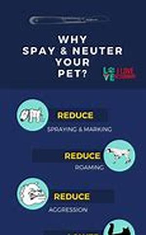 Birds of a Feather Flock Together: Your Pet and Social Needs