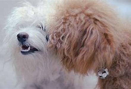 Some Facts on the Breed Temperament of Terrier Dogs