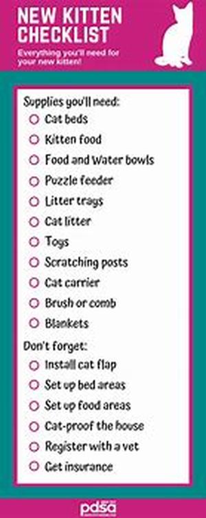 How Important is Cat Teeth Care