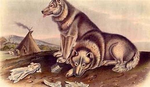 The Flea Allergy In Dogs And Cats