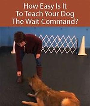 Dog Identification Tips