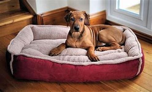 Dogs: Mans Best Friend Or Best Meal