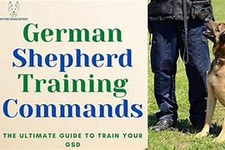 Training Your Dog - Can You Teach an Old Dog New Tricks