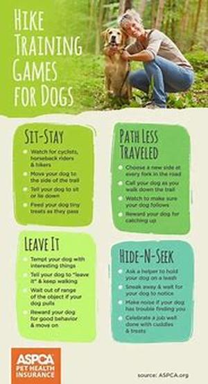 Grooming And Brushing Tips For Dogs That Are Hypoallergenic