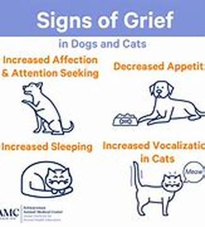 What You Should Know About Dog Adoption
