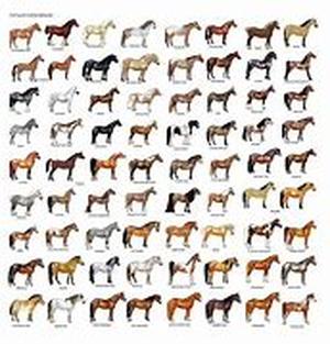 Holistic Pet Care, Is It A Superior Means Of Pet Care