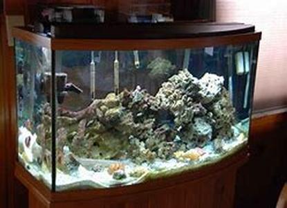 Loving the Ling: A Tribute to the Ugliest Fish in the Sea
