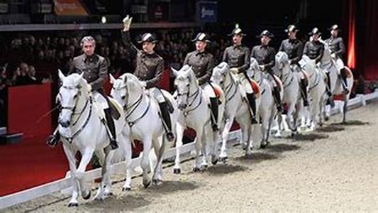 Horses -The Paso Fino