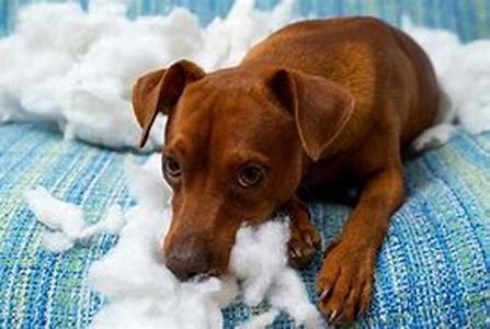 Designer Dog Beds and Leash and Collar Sets Make Fido Jump for Joy