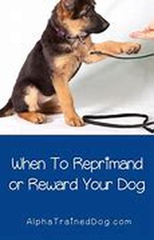 Dog Training Tip  Do This And Reach Success