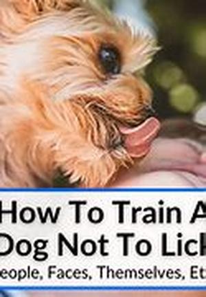Dog Training Tips that Work