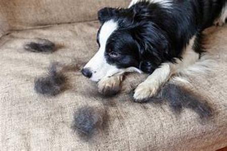 Yes, Your Dog Will Be Happier If You Use These Dog Grooming Tips