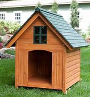 Pet Care - The Hyperactive Puppy