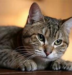 Natural Dog Food Recipes