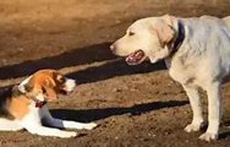 American Pit Bull Dog Obedience Training