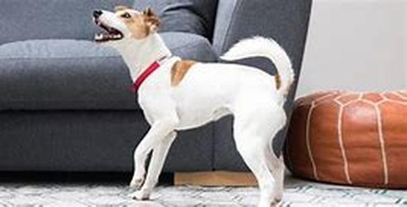Is Dental Care Important For Your Dog