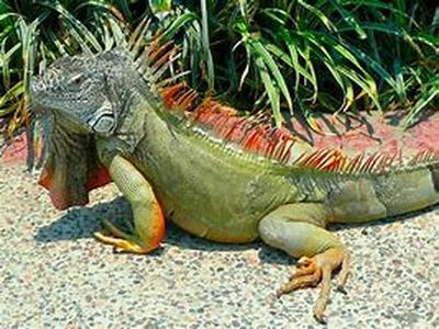 Iguana Care