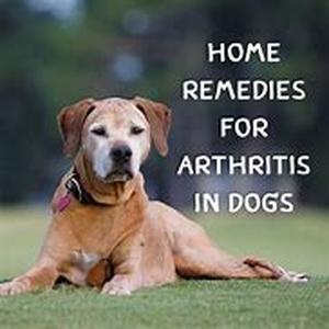 How To Find All Natural Pet Products