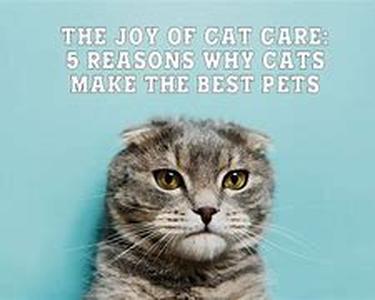 The Growing Use Of Pets As Therapy