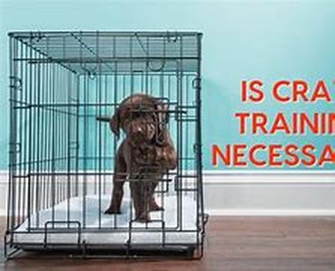 Could Your Dog Be a Sports Star