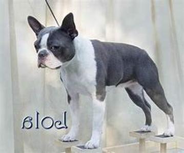 Feeding Your Pit Bull Terrier The Right Dog Food