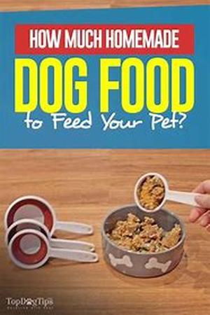 Consideration in Choosing a Pet Sitter