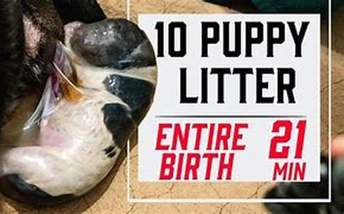 Spitting In Your Dog's Food To Build Dominance - Revisited