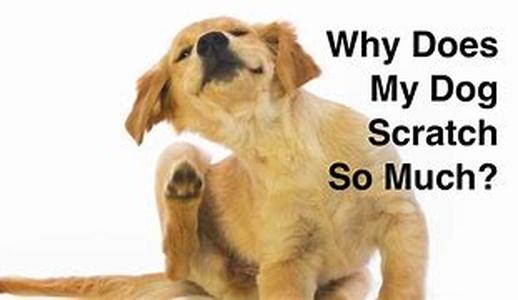 Why dogs bark
