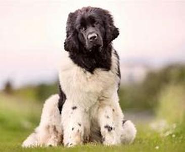 Mixing of the Breeds:  Is It a Good Idea