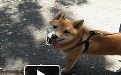 Dog Aggression:  Children and Their Pets