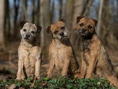 Lower Your Veterinarian Costs And Increase the Longevity of Your Pets Lives By Doing Natural Preventative Care