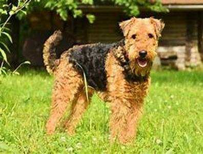 3 easy to teach dog tricks