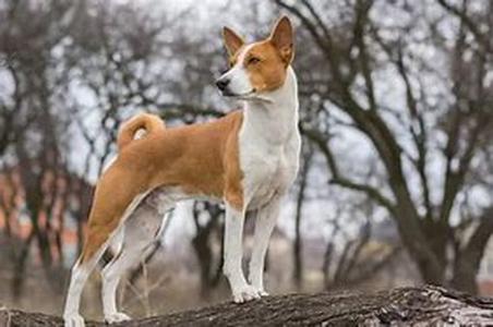 Inhalant Allergies In Dogs And Cats