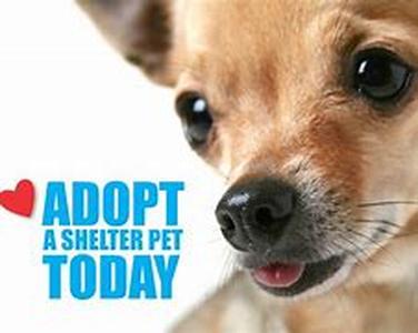 Give A Dog A Home