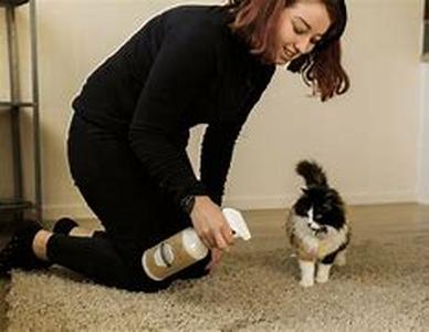Dog Training Career: What is Involved