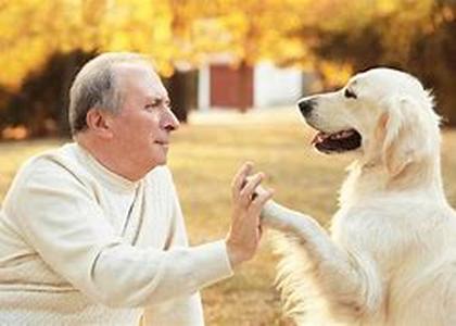 Australian Terriers Make Loyal Pets