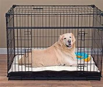 Dogs Are Man's Best Friend