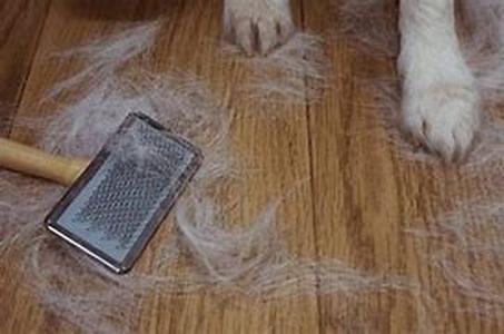 Yikes I Saw A Flea On My Dog