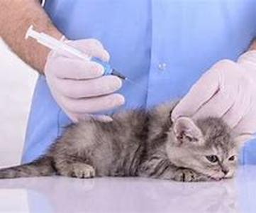 Disorders Your Dog May Inherit