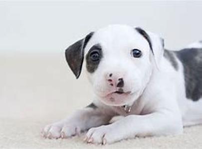 Dog Obedience: A Quick and Easy Way To Train Your Dog to Obey The WAIT Command