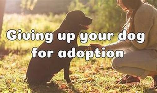Gift Ideas for Pet Owners