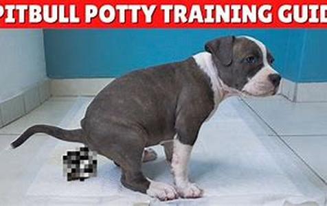 Pet Treat Management The Best Treat You Can Offer