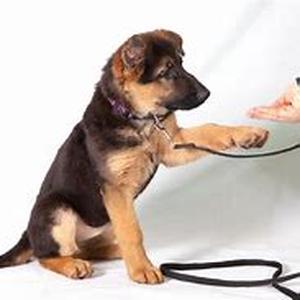 Training Dogs the Lazy Way