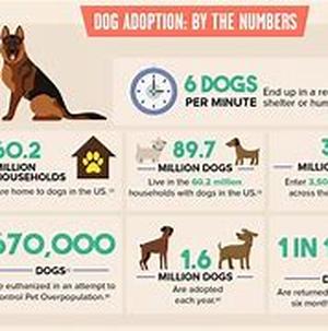 What Your Vet May Not Tell You About Rimadyl