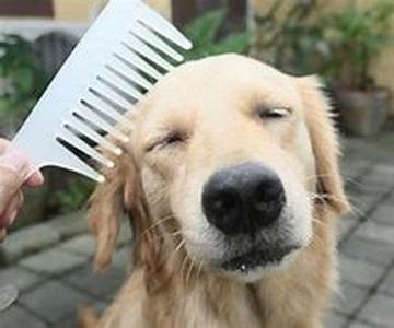 List Of Top Three Hypoallergenic Dogs